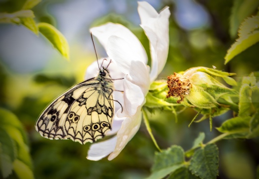 Melanargia Galathea - GALATEA