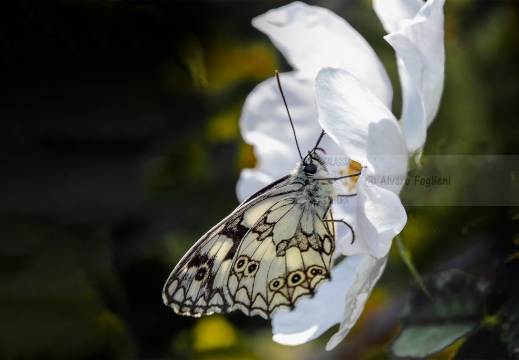 Melanargia Galathea - GALATEA