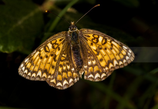 Melitaea didyma - Ninfalidi