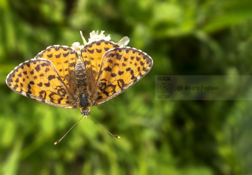 Melitaea didyma - Ninfalidi