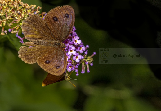 Minois dryas - DRIADE