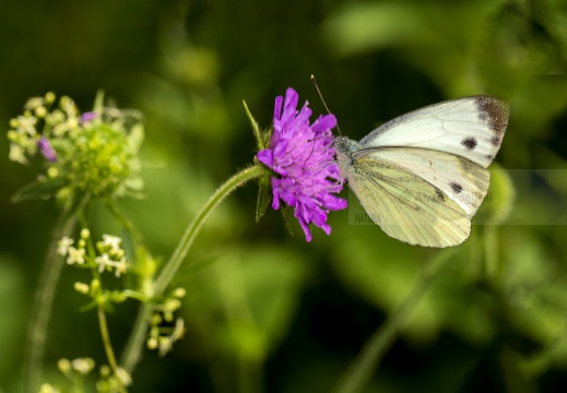 Pieris brassicae - CAVOLAIA MAGGIORE