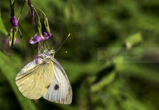 Pieris brassicae - CAVOLAIA MAGGIORE