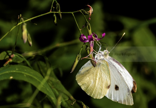 Pieris brassicae - CAVOLAIA MAGGIORE