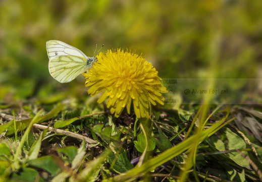 Pieris napi - NAVONCELLA