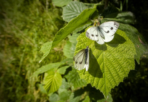 Pieris napi - NAVONCELLA