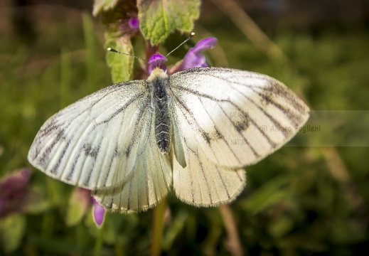 Pieris napi - NAVONCELLA