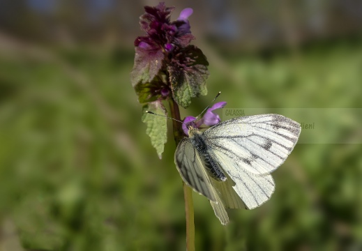 Pieris napi - NAVONCELLA