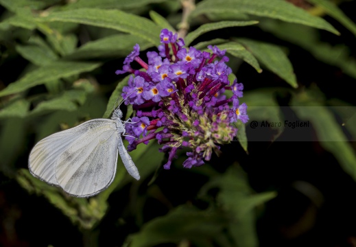 Pieris rapae - CAVOLAIA MINORE