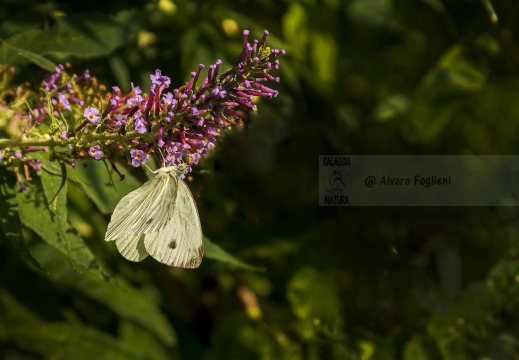 Pieris rapae - CAVOLAIA MINORE