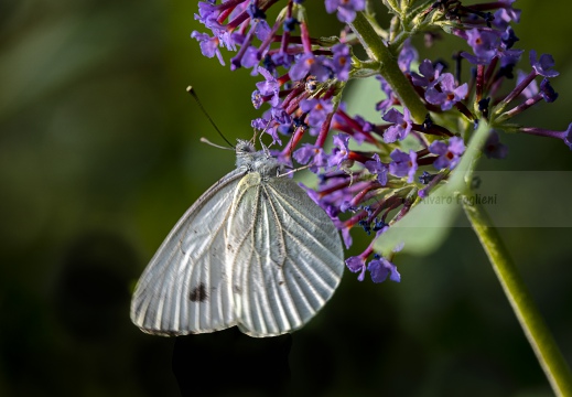 Pieris rapae - CAVOLAIA MINORE