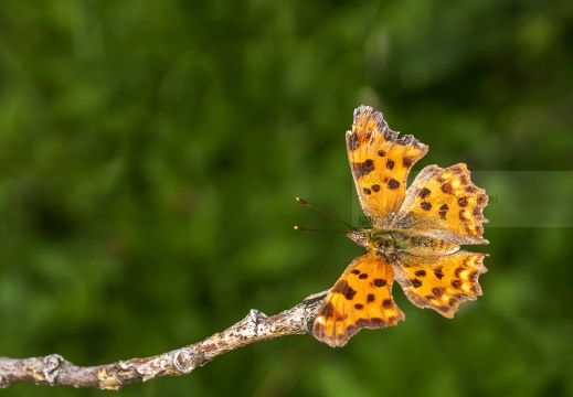 Polygonia c-album - VANESSA C-BIANCO