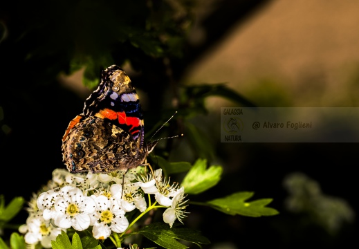 Vanessa atalanta - ATALANTA o VULCANO