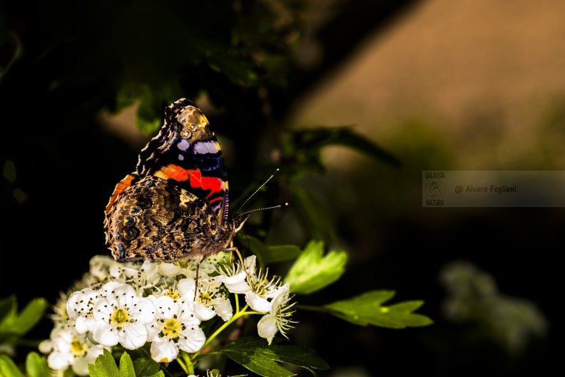 Vanessa Atalanta o Vulcano  IMG_2457.jpg