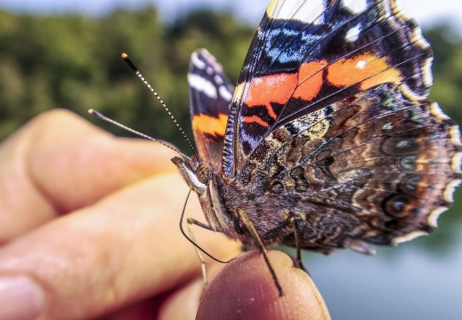 Vanessa atalanta - ATALANTA o VULCANO