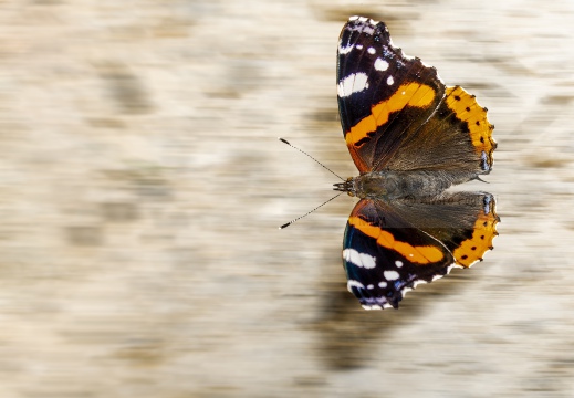 Vanessa atalanta - ATALANTA o VULCANO