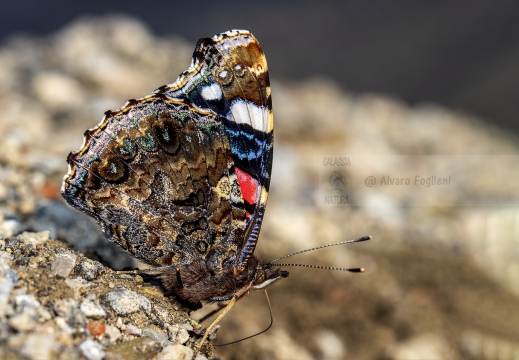 Vanessa atalanta - ATALANTA o VULCANO