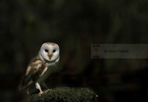 BARBAGIANNI - Barn Owl -Tyto alba - Luogo: Polesine  (RO) 