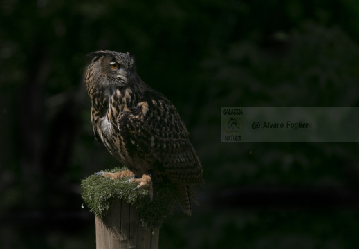 GUFO REALE , Eagle Owl, Bubo bubo