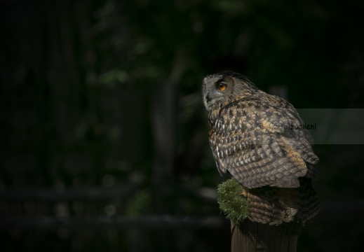 GUFO REALE , Eagle Owl, Bubo bubo