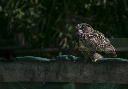 GUFO REALE , Eagle Owl, Bubo bubo