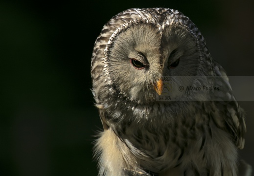 ALLOCCO DEGLI URALI, Strix uralensis, Ural owl