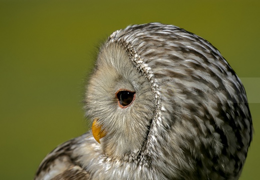 ALLOCCO DEGLI URALI, Strix uralensis, Ural owl