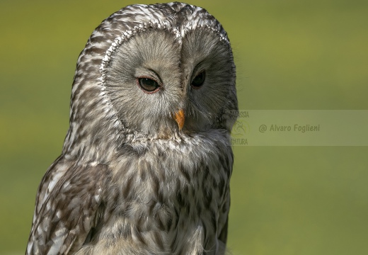 ALLOCCO DEGLI URALI, Strix uralensis, Ural owl