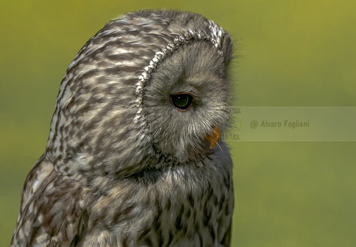 ALLOCCO DEGLI URALI, Strix uralensis, Ural owl