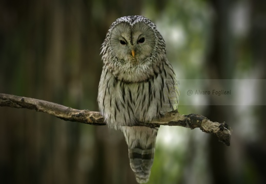 ALLOCCO DEGLI URALI, Strix uralensis, Ural owl