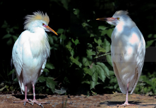 Coppia di AIRONE GUARDABUOI; Cattle Egret;  Bubulcus ibis 