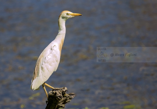 AIRONE GUARDABUOI; Cattle Egret;  Bubulcus ibis 