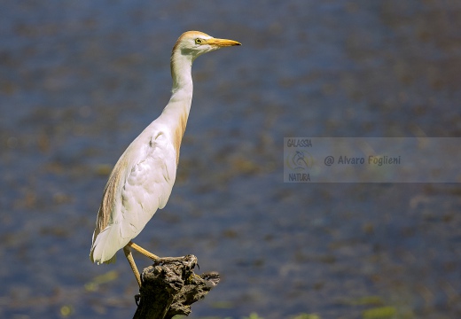 AIRONE GUARDABUOI; Cattle Egret; Héron garde-bœufs; Bubulcus ibis 