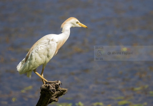 AIRONE GUARDABUOI; Cattle Egret; Héron garde-bœufs; Bubulcus ibis  