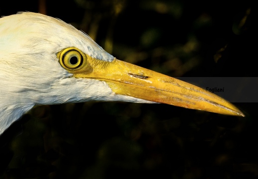 AIRONE GUARDABUOI; Cattle Egret; Héron garde-bœufs; Bubulcus ibis 