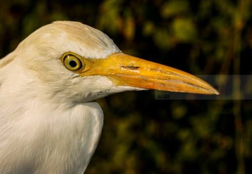 AIRONE GUARDABUOI; Cattle Egret; Héron garde-bœufs; Bubulcus ibis 