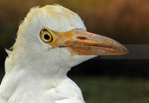 AIRONE GUARDABUOI; Cattle Egret; Héron garde-bœufs; Bubulcus ibis 