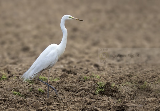 AIRONE BIANCO MAGGIORE; Great Egret; Egretta alba