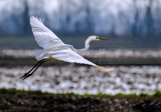 AIRONE BIANCO MAGGIORE; Great Egret; Egretta alba