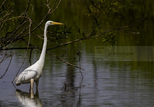 AIRONE BIANCO MAGGIORE; Great Egret; Egretta alba