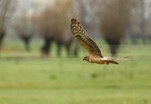 ALBANELLA REALE; Circus cyaneus; Hen harrier