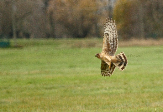 ALBANELLA REALE; Circus cyaneus; Hen harrier