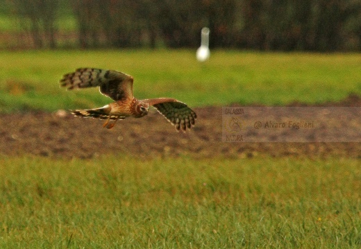 ALBANELLA REALE; Circus cyaneus; Hen harrier