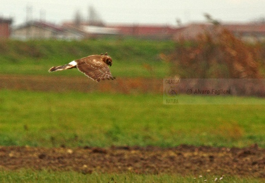 ALBANELLA REALE; Circus cyaneus; Hen harrier