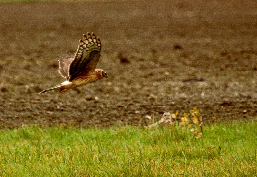 ALBANELLA REALE; Circus cyaneus; Hen harrier