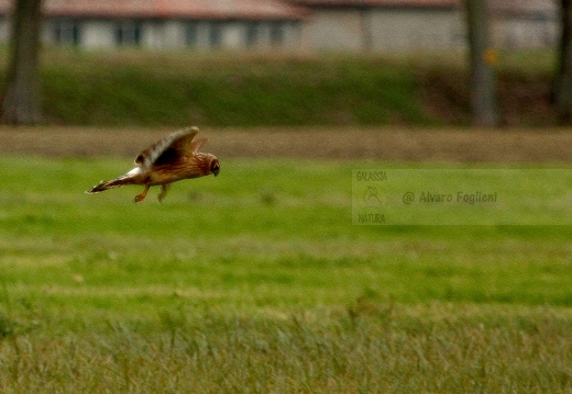 ALBANELLA REALE; Circus cyaneus; Hen harrier