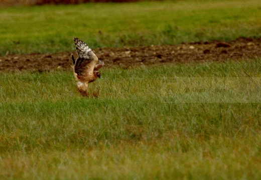 ALBANELLA REALE; Circus cyaneus; Hen harrier