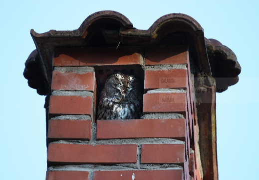 ALLOCCO,Tawny Owl,Strix aluco 