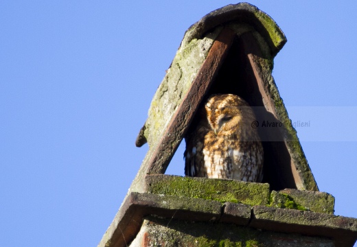 ALLOCCO,Tawny Owl,Strix aluco 