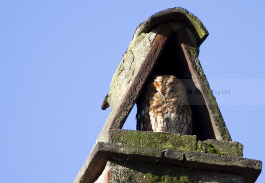 ALLOCCO,Tawny Owl,Strix aluco 